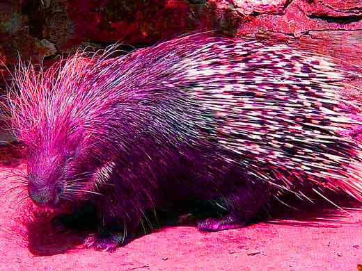 redporcupine